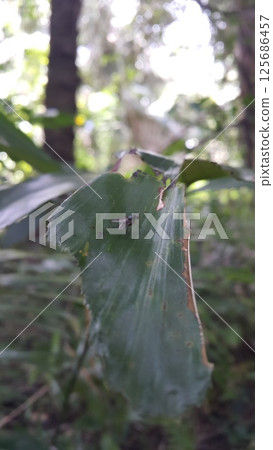 Chrysomya megacephala perched on a leaf. Shot in forest. Chrysomya megacephala, Calliphoridae, Luciliinae, Lucilia, Phaenicia, Musca caesar, Insect type fly, Exotic Fly Diptera. Chrysomya megacephala perched on a leaf. Shot in forest. Chrysomya megacephala, Calliphoridae, Luciliinae, Lucilia, Phaenicia, Musca caesar, Insect type fly, Exotic Fly Diptera. 125686457