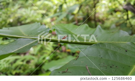 Dictyopharidae, Planthopper Nymph, red treehopper nymph, Pandanus planthopper, Flatidae, Dictyophara nakanonis. 125686460