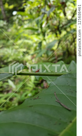 Dictyopharidae, Planthopper Nymph, red treehopper nymph, Pandanus planthopper, Flatidae, Dictyophara nakanonis. 125686461
