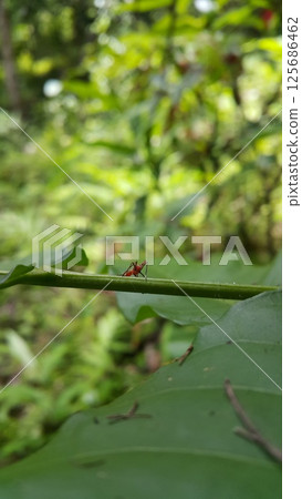 Dictyopharidae, Planthopper Nymph, red treehopper nymph, Pandanus planthopper, Flatidae, Dictyophara nakanonis. 125686462