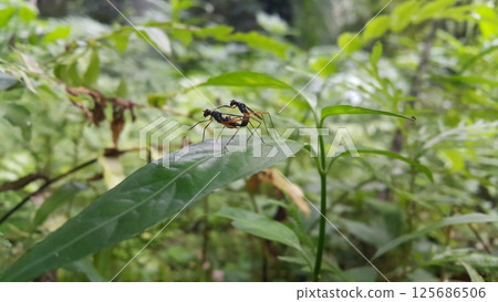Red-legged robber fly insects make love on green leaves. Shot in jungle. Red-legged robber fly insects, Mimegralla albimana, Stilt-legged Flies Flies (Micropezidae) Red-legged robber fly insects make love on green leaves. Shot in jungle. Red-legged robber fly insects, Mimegralla albimana, Stilt-legged Flies Flies (Micropezidae) 125686506