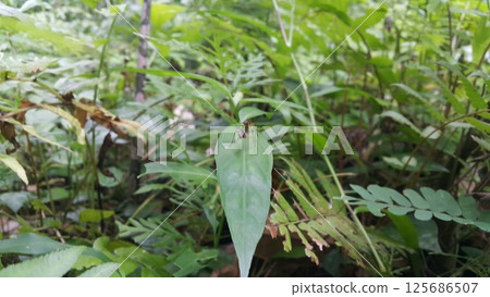 Out of focussed. Red-legged robber fly insects make love on green leaves. Shot in jungle. Red-legged robber fly insects, Mimegralla albimana, Stilt-legged Flies Flies (Micropezidae) Out of focussed. Red-legged robber fly insects make love on green leaves. Shot in jungle. Red-legged robber fly insects, Mimegralla albimana, Stilt-legged Flies Flies (Micropezidae) 125686507