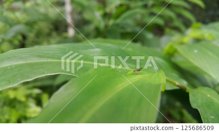 Heleomyzinae, Homoneura, Dirioxa pornia. Shot in jungle. Heleomyzinae, Homoneura, Dirioxa pornia. Shot in jungle. 125686509