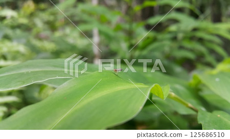 Heleomyzinae, Homoneura, Dirioxa pornia. Shot in jungle. Heleomyzinae, Homoneura, Dirioxa pornia. Shot in jungle. 125686510