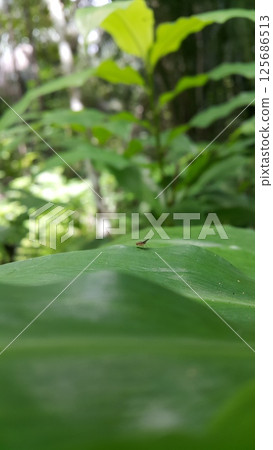 Heleomyzinae, Homoneura, Dirioxa pornia. Shot in jungle. Heleomyzinae, Homoneura, Dirioxa pornia. Shot in jungle. 125686513