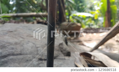 Adult Stilt-legged Fly of the Subfamily Taeniapterinae. Shot in jungle. micropezidae (micropeziday), stilt-legged flies, Rainieria antennaepes. Adult Stilt-legged Fly of the Subfamily Taeniapterinae. Shot in jungle. micropezidae (micropeziday), stilt-legged flies, Rainieria antennaepes. 125686518