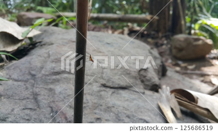 Adult Stilt-legged Fly of the Subfamily Taeniapterinae. Shot in jungle. micropezidae (micropeziday), stilt-legged flies, Rainieria antennaepes. Adult Stilt-legged Fly of the Subfamily Taeniapterinae. Shot in jungle. micropezidae (micropeziday), stilt-legged flies, Rainieria antennaepes. 125686519