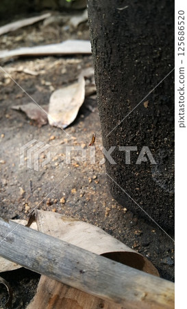 Adult Stilt-legged Fly of the Subfamily Taeniapterinae. Shot in jungle. micropezidae (micropeziday), stilt-legged flies, Rainieria antennaepes. 125686520