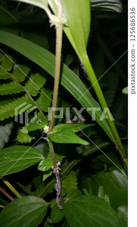 Peacock fly, Spathulina acroleuca, Neotephritis finalis, Common Ragweed Fruit Fly. Platensina tetrica is a species of tephritid or fruit flies in the genus Platensina of the family Tephritidae. 125686536