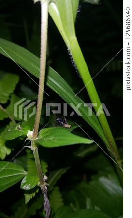 Peacock fly, Spathulina acroleuca, Neotephritis finalis, Common Ragweed Fruit Fly. Platensina tetrica is a species of tephritid or fruit flies in the genus Platensina of the family Tephritidae. 125686540