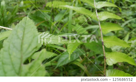 Black soldier fly perched on the leaf. Black Soldier Fly, a species of Soldier flies. Also as known as American Soldier Fly. Black soldier fly perched on the leaf. Black Soldier Fly, a species of Soldier flies. Also as known as American Soldier Fly. 125686552