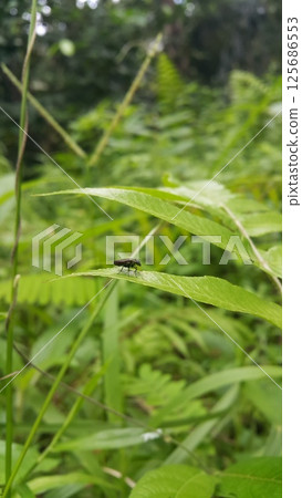 Black soldier fly perched on the leaf. Black Soldier Fly, a species of Soldier flies. Also as known as American Soldier Fly. Black soldier fly perched on the leaf. Black Soldier Fly, a species of Soldier flies. Also as known as American Soldier Fly. 125686553