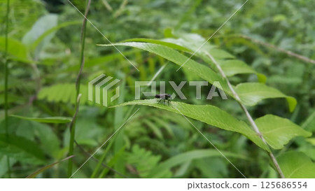Black soldier fly perched on the leaf. Black Soldier Fly, a species of Soldier flies. Also as known as American Soldier Fly. Black soldier fly perched on the leaf. Black Soldier Fly, a species of Soldier flies. Also as known as American Soldier Fly. 125686554