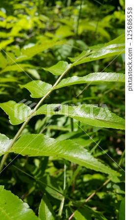 Black soldier fly perched on the leaf. Black Soldier Fly, a species of Soldier flies. Also as known as American Soldier Fly. 125686558