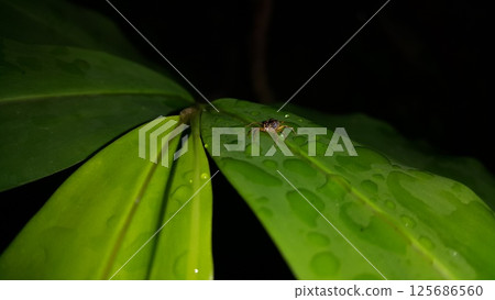 Pseudemathis trifida, Lurio conspicuus, Salticidae, ordo Araneae, phanias, Prostheclina pallida, Tutelina elegans, Colonus sylvanus. 125686560