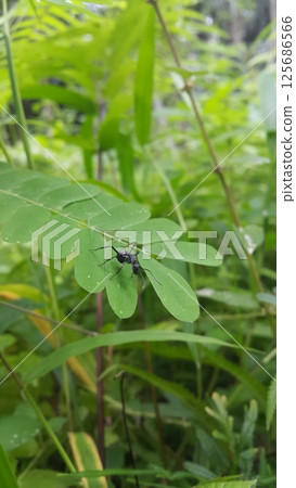Black Carpenter Ant on Leaf. Polyrhachis dives Insect, Spiny Ant, Formicidae. Black Carpenter Ant on Leaf. Polyrhachis dives Insect, Spiny Ant, Formicidae. 125686566