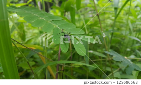 Black Carpenter Ant on Leaf. Polyrhachis dives Insect, Spiny Ant, Formicidae. Black Carpenter Ant on Leaf. Polyrhachis dives Insect, Spiny Ant, Formicidae. 125686568