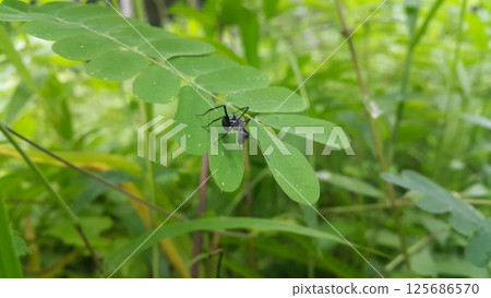 Black Carpenter Ant on Leaf. Polyrhachis dives Insect, Spiny Ant, Formicidae. 125686570