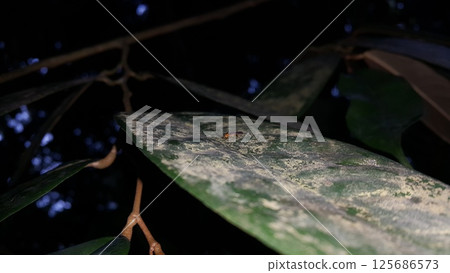 Firefly, Tribe Resthenini, Macromalthinus brasiliensis, Phytoecia affinis Firefly, Tribe Resthenini, Macromalthinus brasiliensis, Phytoecia affinis 125686573