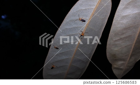 Firefly, Tribe Resthenini, Macromalthinus brasiliensis, Phytoecia affinis Firefly, Tribe Resthenini, Macromalthinus brasiliensis, Phytoecia affinis 125686583