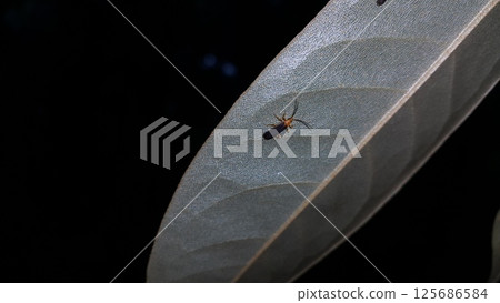 Firefly, Tribe Resthenini, Macromalthinus brasiliensis, Phytoecia affinis Firefly, Tribe Resthenini, Macromalthinus brasiliensis, Phytoecia affinis 125686584