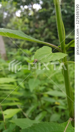 alfalfa snout beetle, lovage weevil, (Otiorhynchus ligustici). Shot in jungle. alfalfa snout beetle, lovage weevil, (Otiorhynchus ligustici). Shot in jungle. 125686590