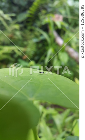 Black soldier fly, Hermetia illucens, Chloropidae, Nemotelus pantherinu. 125686595