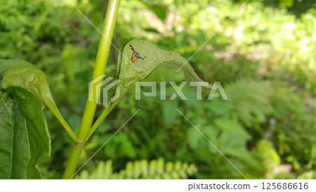 Rhagoletis pomonella, apple mango, fruit fly, perched on a leaf. shot in the forest. 125686616