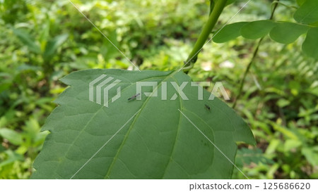Organ pipe mud dauber, rose stem sawfly, Hartigia trimaculata, Carria, Coelichneumon desinatorius, Gasteruptiidae - wasps. Crabroninae - Square-headed Wasps Subgenus Trypoxylon - Trypoxylon. 125686620