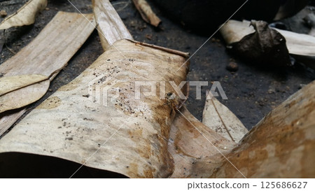 Africanized bee, Apis melifera, Pcela, Austroplebeia australis. Shot in jungle 125686627