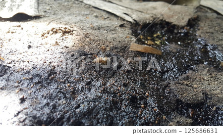 Africanized bee, Apis melifera, Pcela, Austroplebeia australis. Shot in jungle Africanized bee, Apis melifera, Pcela, Austroplebeia australis. Shot in jungle 125686631