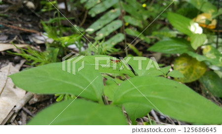 The Micropezidae are a moderate-sized family of acalyptrate muscoid flies in the insect order Diptera. They are most diverse in tropical and subtropical habitats, especially in the Neotropical Region. 125686645