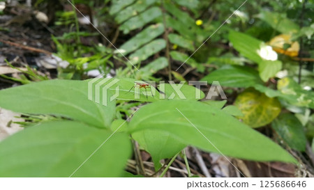 The Micropezidae are a moderate-sized family of acalyptrate muscoid flies in the insect order Diptera. They are most diverse in tropical and subtropical habitats, especially in the Neotropical Region. 125686646