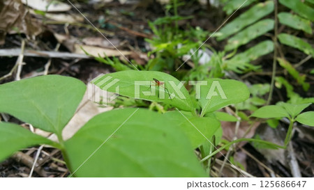 The Micropezidae are a moderate-sized family of acalyptrate muscoid flies in the insect order Diptera. They are most diverse in tropical and subtropical habitats, especially in the Neotropical Region. 125686647