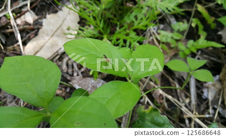 The Micropezidae are a moderate-sized family of acalyptrate muscoid flies in the insect order Diptera. They are most diverse in tropical and subtropical habitats, especially in the Neotropical Region. 125686648