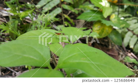 The Micropezidae are a moderate-sized family of acalyptrate muscoid flies in the insect order Diptera. They are most diverse in tropical and subtropical habitats, especially in the Neotropical Region. 125686649