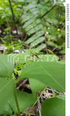 The Micropezidae are a moderate-sized family of acalyptrate muscoid flies in the insect order Diptera. They are most diverse in tropical and subtropical habitats, especially in the Neotropical Region. 125686650