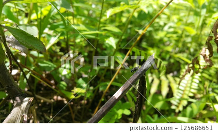 Black Soldier Fly, a species of Soldier flies. Also as known as American Soldier Fly. 125686651