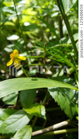 Black soldier fly perched on the leaf. Black Soldier Fly, a species of Soldier flies. Also as known as American Soldier Fly. Black soldier fly perched on the leaf. Black Soldier Fly, a species of Soldier flies. Also as known as American Soldier Fly. 125686659