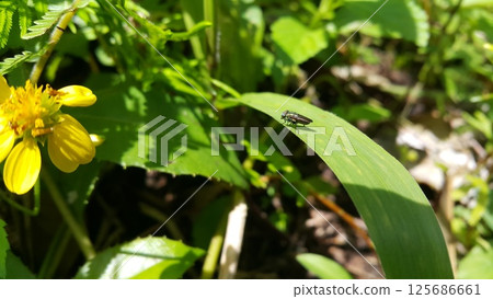 Black soldier fly perched on the leaf. Black Soldier Fly, a species of Soldier flies. Also as known as American Soldier Fly. Black soldier fly perched on the leaf. Black Soldier Fly, a species of Soldier flies. Also as known as American Soldier Fly. 125686661