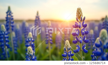Lupine bloom at sunrise bathes field in early morning light, soft color palette Lupine bloom at sunrise bathes field in early morning light, soft color palette 125686714