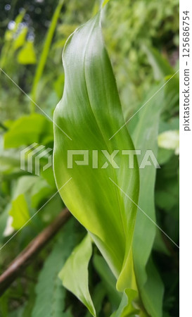 A beautiful fresh green leaf. The plant has a beautiful expressive structure. 125686754