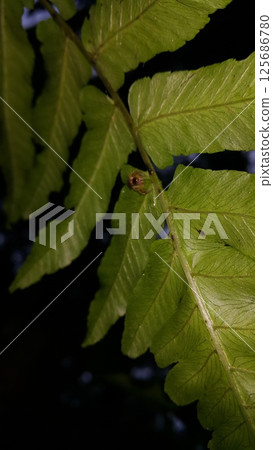 Out of focussed. Jumping spider (Salticidae, Hyllus diardi female). Pseudemathis trifida, Lurio conspicuus, Salticidae, ordo Araneae, phanias, Prostheclina pallida, Tutelina elegans. 125686780