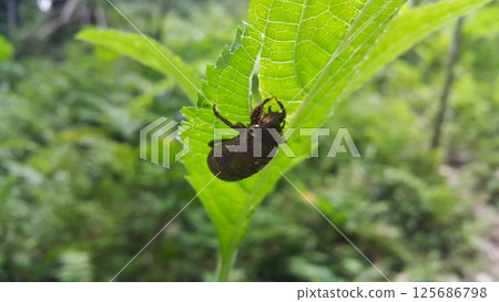 Appearance of a beetle that has shed its skin. Shot in forest. Appearance of a beetle that has shed its skin. Shot in forest. 125686798