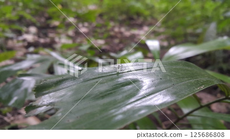Small insects on plant leaves. Small insects on plant leaves. 125686808