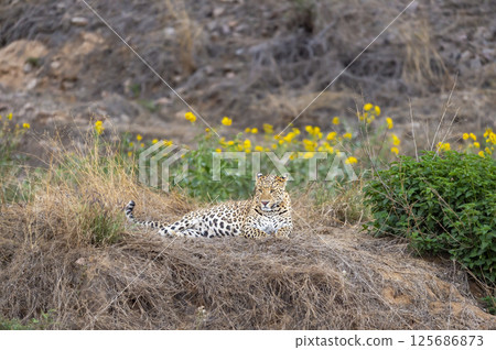 Indian wild male leopard or panther or panthera pardus fusca sitting in open with eye contact in natural green and yellow flowers are in background in morning wildlife safari forest of central india Indian wild male leopard or panther or panthera pardus fusca sitting in open with eye contact in natural green and yellow flowers are in background in morning wildlife safari forest of central india 125686873