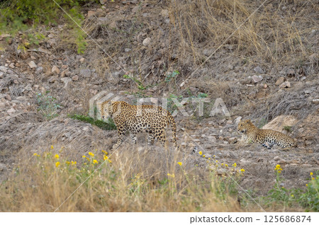pair of wild male and female leopard or panther or panthera pardus pair couple together in rocky terrain during morning jungle safari at jhalana leopard reserve forest jaipur rajasthan india asia 125686874