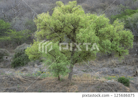 Indian wild male leopard or panther or panthera pardus fusca sitting under the shade of tree in summer season morning wildlife safari at forest of central india 125686875
