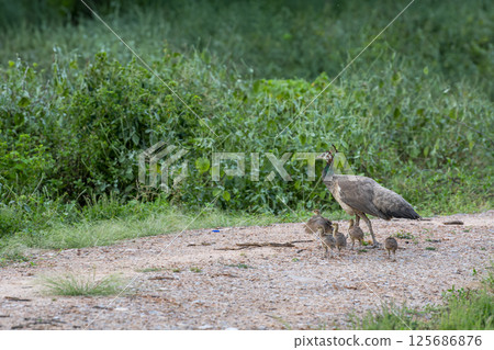 loving caring and Protective mother peahen or female Peafowl together with playful peachicks or chicks trying first fly in mosoon breeding season and natural green background at forest safari india 125686876