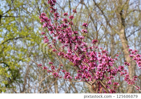 哈娜的花 哈娜的花 125686879